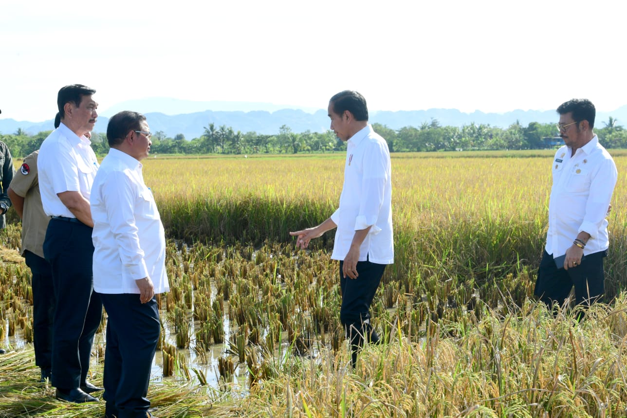 Maros Lumbung Beras Sulsel, Presiden: Surplus Panen Bisa untuk Daerah Lain