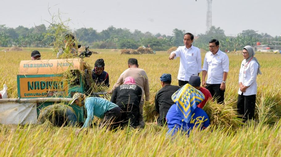 Panen Raya di Indramayu, Presiden Pastikan Produksi Padi Baik