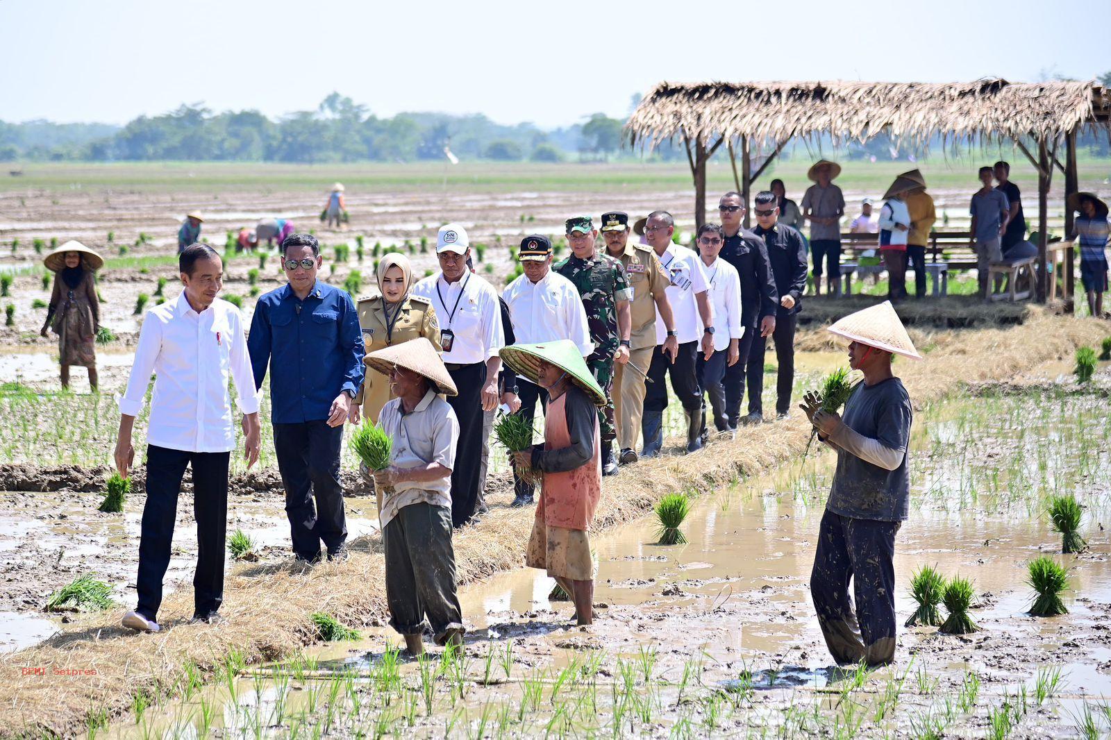 Presiden Jokowi Tinjau Penanaman Padi dan Serap Aspirasi Petani di Pekalongan