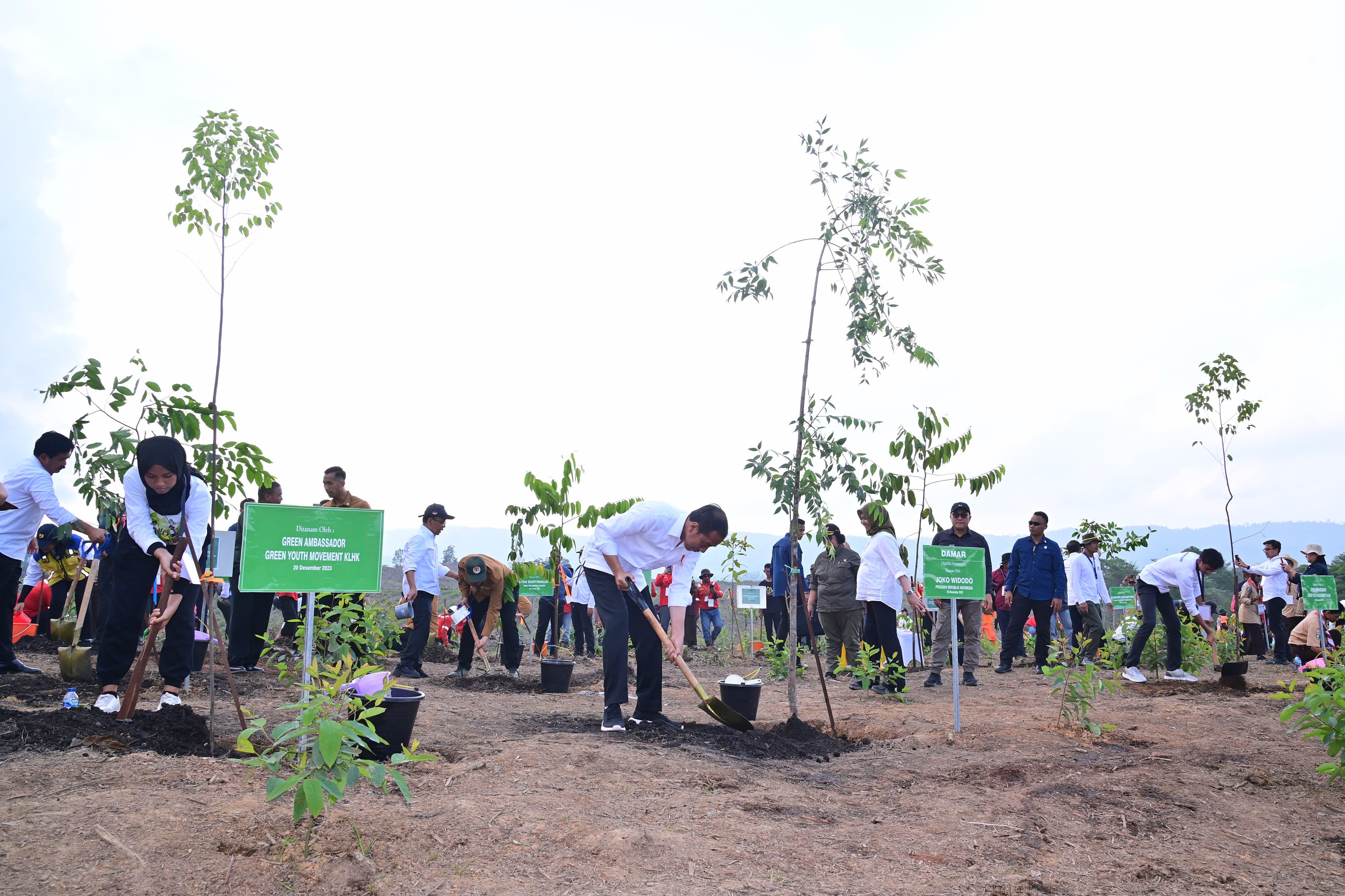 Mulai Penghijauan IKN, Presiden: Untuk Bangun Hutan Hujan Tropis Yang Beragam