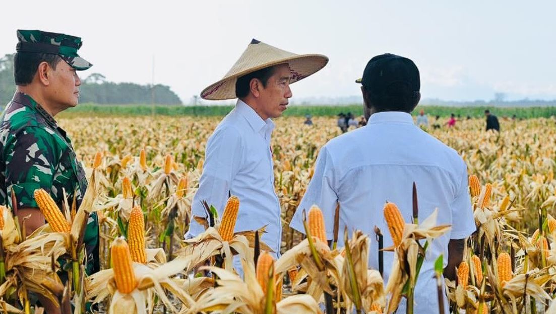 Presiden Jokowi Tinjau Ladang Jagung di Kabupaten Keerom